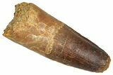 Fossil Spinosaurus Tooth - Feeding Worn Tip #373884-1